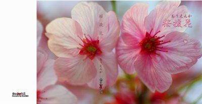 桜援花