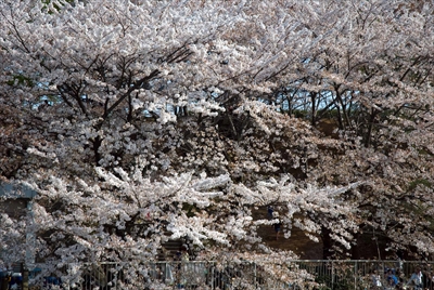 1125_岸根公園_神奈川