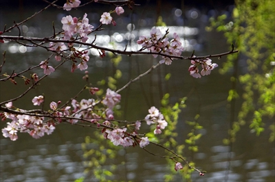 三ッ池公園_神奈川