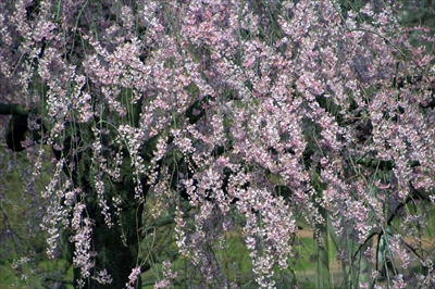 1002_三ッ池公園_神奈川
