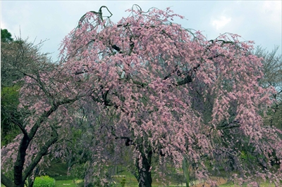 1003_三ッ池公園_神奈川