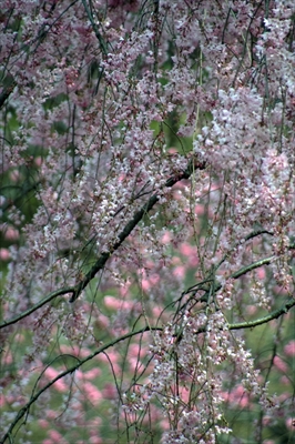 1006_三ッ池公園_神奈川