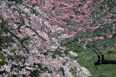 1007_三ッ池公園_神奈川