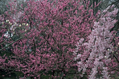 1008_三ッ池公園_神奈川
