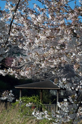 1126_岸根公園_神奈川