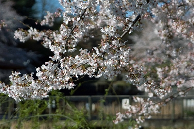 1128_岸根公園_神奈川