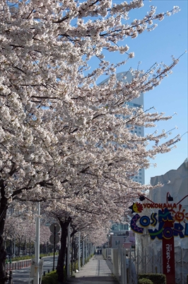 1009_なとみらい_神奈川