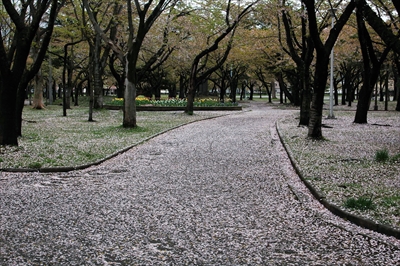 1393_青森市合浦公園_青森