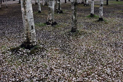 1394_青森市合浦公園_青森