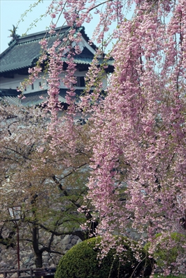 1011_弘前公園_青森