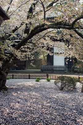 1012_弘前公園_青森