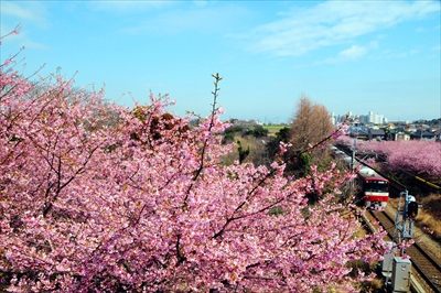 小松ヶ池公園_神奈川