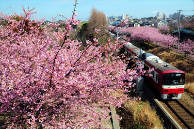 1002_小松ヶ池公園_神奈川