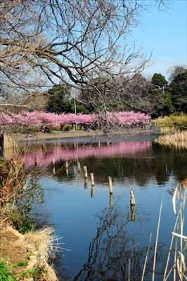 1003_小松ヶ池公園_神奈川