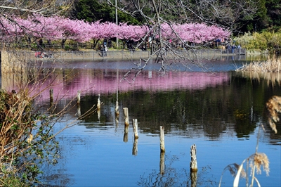1004_小松ヶ池公園_神奈川