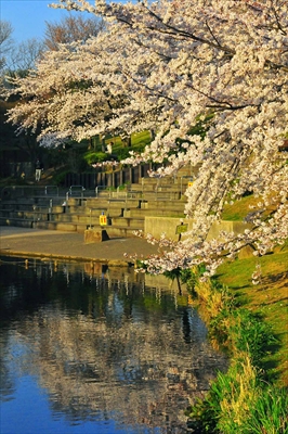 1129_岸根公園_神奈川