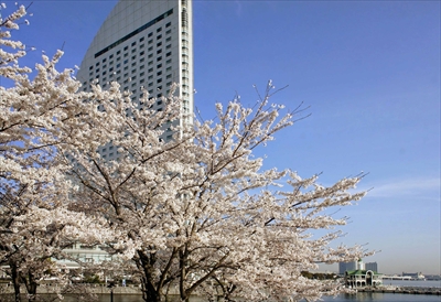 1025_なとみらい_神奈川