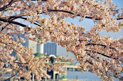 1030_なとみらい_神奈川