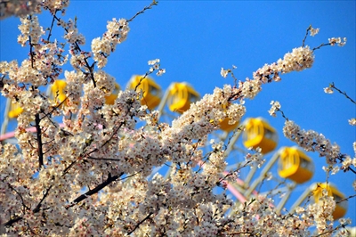 1035_なとみらい_神奈川