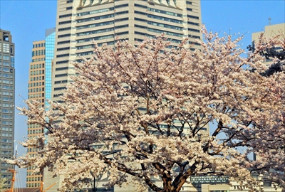 1039_なとみらい_神奈川