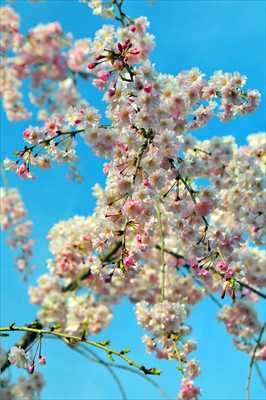 1019_日本のさくら（素材）_日本