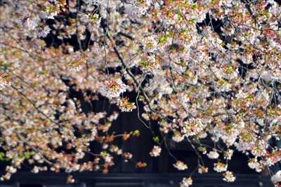 1020_日本のさくら（素材）_日本