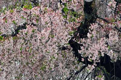 1022_日本のさくら（素材）_日本