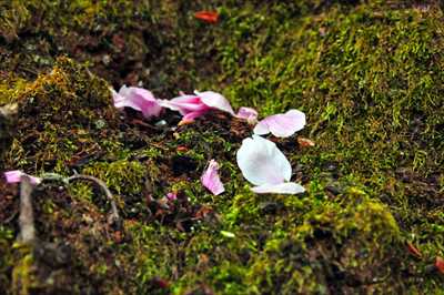 1023_日本のさくら（素材）_日本