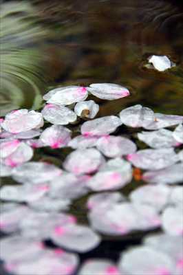 1024_日本のさくら（素材）_日本