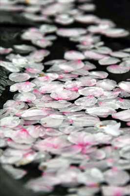 1025_日本のさくら（素材）_日本