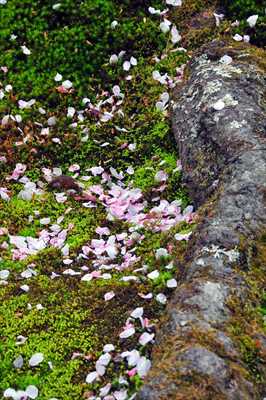 1026_日本のさくら（素材）_日本