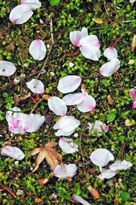 1028_日本のさくら（素材）_日本