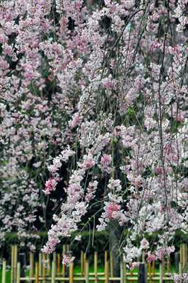 1029_日本のさくら（素材）_日本