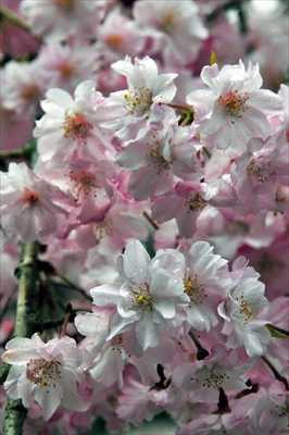 1030_日本のさくら（素材）_日本