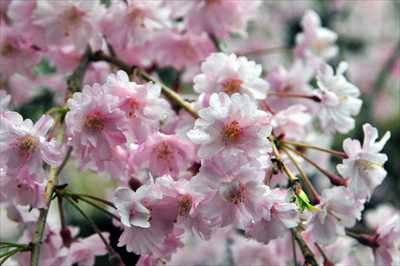 1031_日本のさくら（素材）_日本