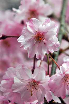 1033_日本のさくら（素材）_日本