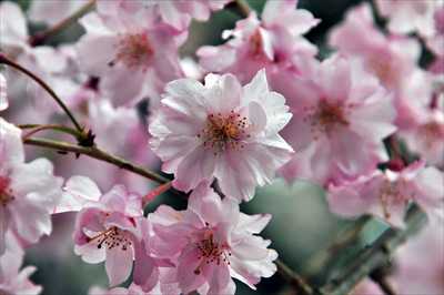 1034_日本のさくら（素材）_日本