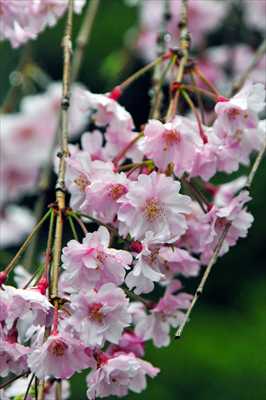 1035_日本のさくら（素材）_日本