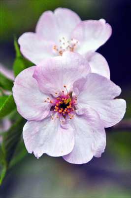 1036_日本のさくら（素材）_日本