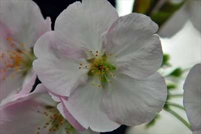 1037_日本のさくら（素材）_日本