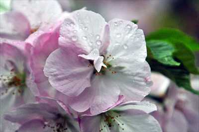 1038_日本のさくら（素材）_日本