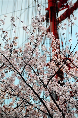 1044_なとみらい_神奈川