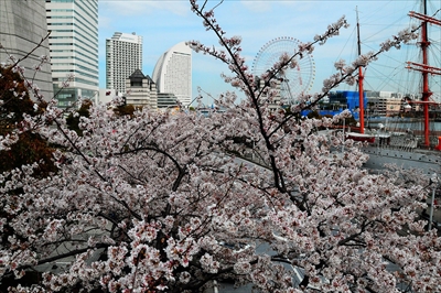 1045_なとみらい_神奈川