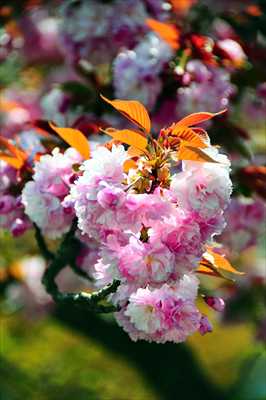 1039_日本のさくら（素材）_日本