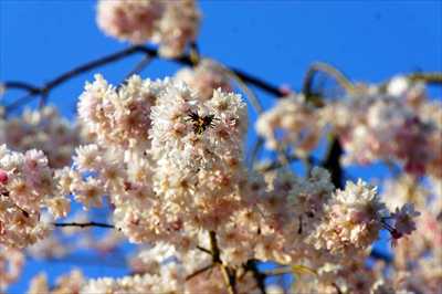 1041_日本のさくら（素材）_日本