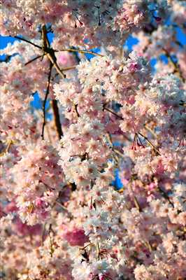 1043_日本のさくら（素材）_日本