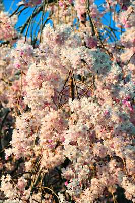 1044_日本のさくら（素材）_日本