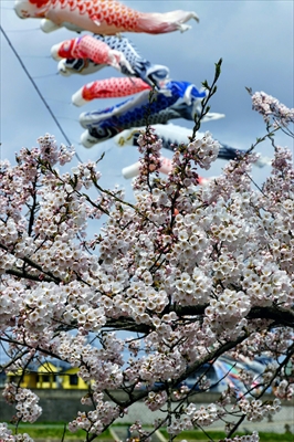 1004_北上展勝地_岩手