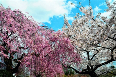 1020_水沢公園_岩手