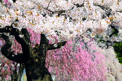 1023_水沢公園_岩手